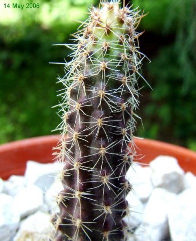 Austrocactus _coxii _02